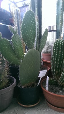 IMAG0295.jpg