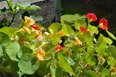 IMG_20160712_120455.jpg