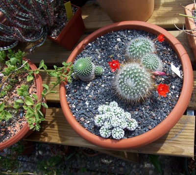 2016-07-12 003 - Rebutia fiebrigii Blüte.jpg