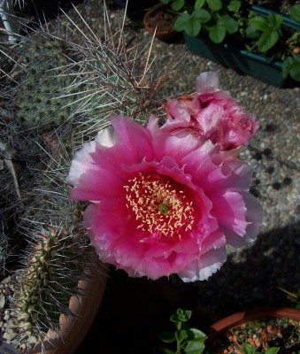 2016-07-01 001b - O. polyacantha Crystal Pink.jpg