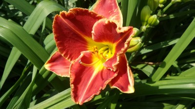 20160707_115412[1].jpg