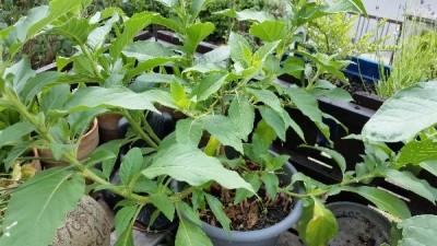 20160714_133057_600x600_100KB.jpg