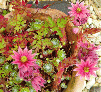 P1020619.gif