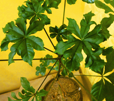 P1020832.gif