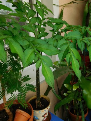 DSCN1300.JPG