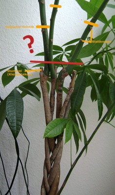 Pachira.jpg