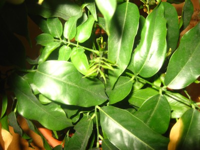 Bild 033.jpg