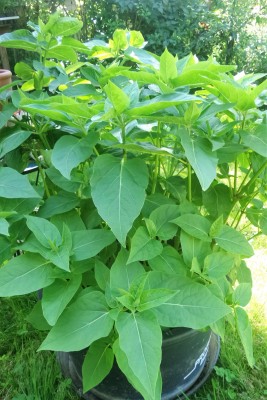 20160712_104901.jpg