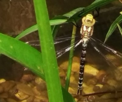 2016-07-10 16.59.02.jpg