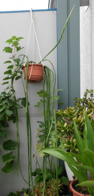 D. aurantiacus (1).JPG