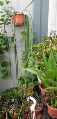 D. aurantiacus (2).JPG