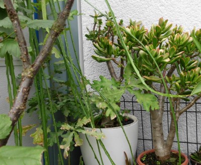 D. aurantiacus (3).JPG