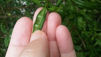 Liguster Blätter bleiben klein und gerollt · Pflanzenkrankheiten &  Schädlinge · GREEN24 Pflanzen & Garten Forum
