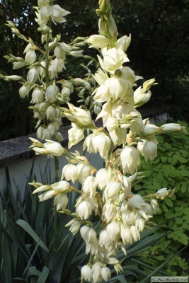 20160716_22.JPG