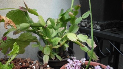 Limelight Dancer.JPG