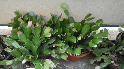 Schlumbergera (1).JPG