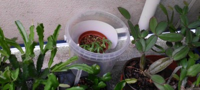 Schlumbergera (5).JPG