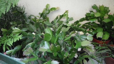 Schlumbergera (12).JPG