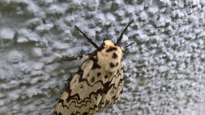 WP_20160717_09_31_43_Pro.jpg