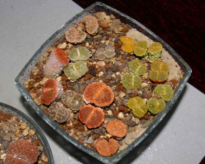 Lithops2.jpg