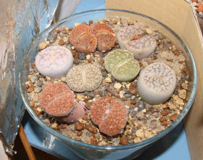 Lithops1.jpg