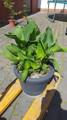 20160718_153713.jpg