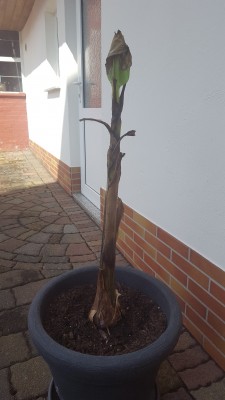 20160326_122921.jpg