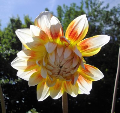 Dahlie `Peaches and Cream` (2).JPG