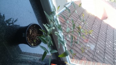 DSC_0009.JPG