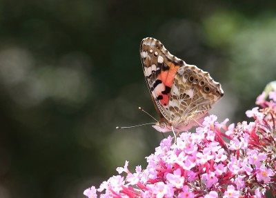 IMG_7690.JPG