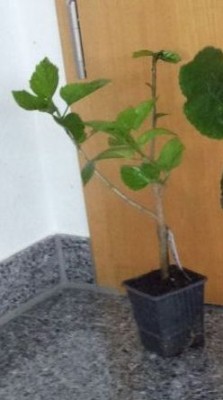 Kopie von IMG-20150618-WA0011.jpg