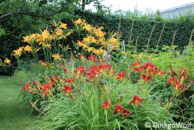 Hemerocallis_2016_07_15 (1).JPG