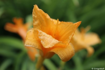 Hemerocallis_2016_07_15 (3).JPG