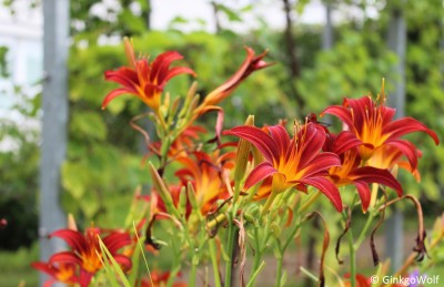 Hemerocallis_2016_07_15 (4).JPG