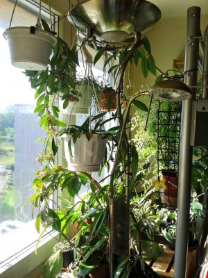 Hoya Fenster 9.6.16.jpg