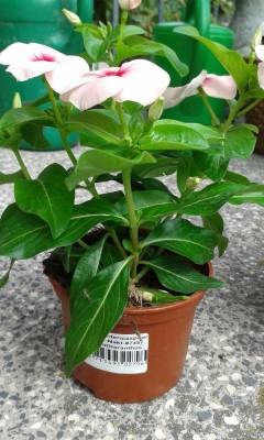 Catharanthus,Madagaskar-immergrün (2).jpg