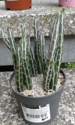 Senecio stapeliaeformis (1).jpg