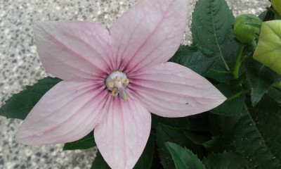 Platycodon,Ballonblume (1).jpg