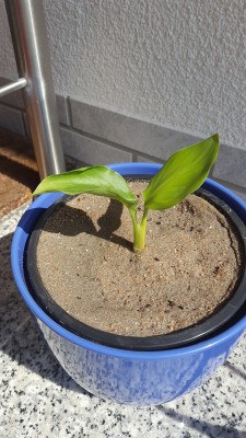 20160721_160515.jpg
