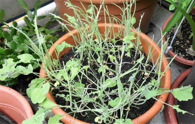 ganz viele Raupen hurraa.JPG