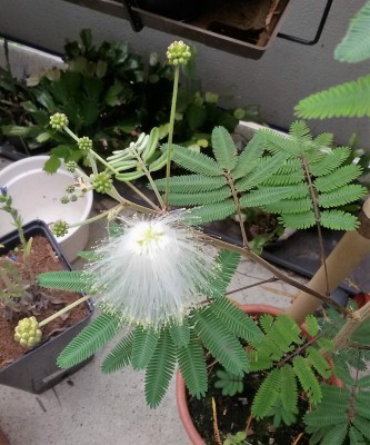 Calliandra portoricensis.jpg