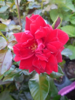 DSCN8051.JPG
