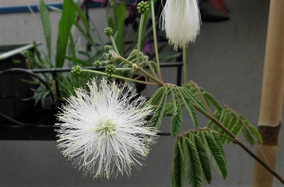 Calliandra (1).JPG