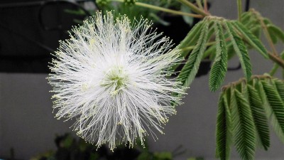 Calliandra (2).JPG