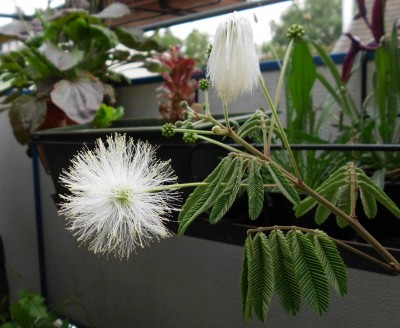 Calliandra (3).JPG