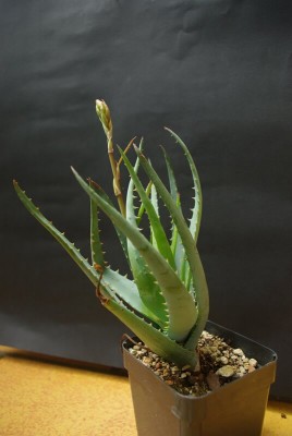 BLue Elf-001.535x800.50.6K.jpg