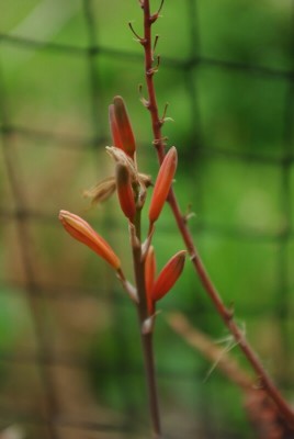 BLue Elf-007.535x800.32.7K.jpg