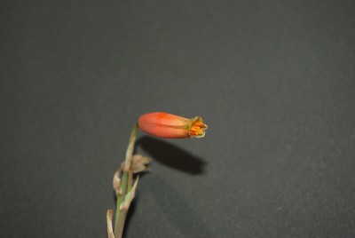 BLue Elf-020.800x535.19.8K.jpg