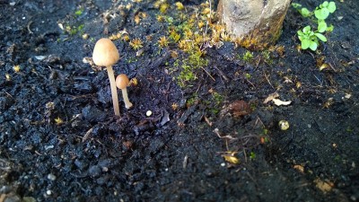 wp_20160725_14_38_08_pro.jpg.jpeg