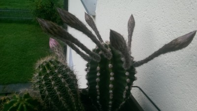 IMAG0328.jpg